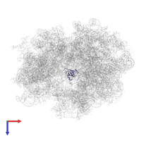 Large ribosomal subunit protein uL14 in PDB entry 4v6l, assembly 1, top view.