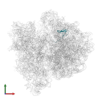 Large ribosomal subunit protein bL27 in PDB entry 4v6l, assembly 1, front view.