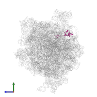 Large ribosomal subunit protein bL28 in PDB entry 4v6l, assembly 1, side view.