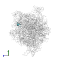 Large ribosomal subunit protein uL30 in PDB entry 4v6l, assembly 1, side view.