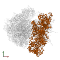 16S ribosomal RNA in PDB entry 4v6n, assembly 1, front view.