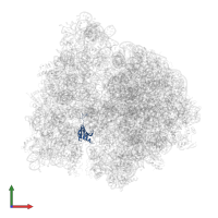Small ribosomal subunit protein uS11 in PDB entry 4v6y, assembly 1, front view.