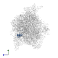 Small ribosomal subunit protein uS11 in PDB entry 4v6y, assembly 1, side view.
