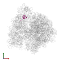 Small ribosomal subunit protein uS17 in PDB entry 4v6y, assembly 1, front view.