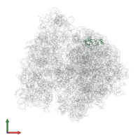 Large ribosomal subunit protein uL3 in PDB entry 4v6y, assembly 1, front view.
