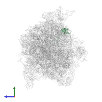 Large ribosomal subunit protein uL3 in PDB entry 4v6y, assembly 1, side view.