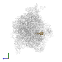 Large ribosomal subunit protein bL21 in PDB entry 4v6y, assembly 1, side view.