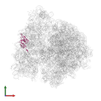 Small ribosomal subunit protein uS5 in PDB entry 4v6y, assembly 1, front view.
