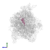 Small ribosomal subunit protein uS5 in PDB entry 4v6y, assembly 1, side view.