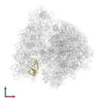 Small ribosomal subunit protein uS7 in PDB entry 4v6y, assembly 1, front view.