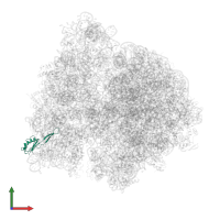 Small ribosomal subunit protein uS10 in PDB entry 4v6y, assembly 1, front view.