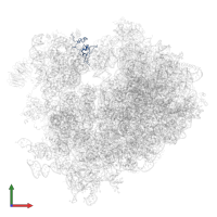 Small ribosomal subunit protein uS19 in PDB entry 4v7r, assembly 1, front view.