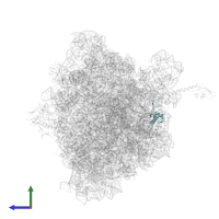 Small ribosomal subunit protein bS18 in PDB entry 4v8i, assembly 2, side view.