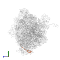 Small ribosomal subunit protein bS20 in PDB entry 4v8i, assembly 2, side view.