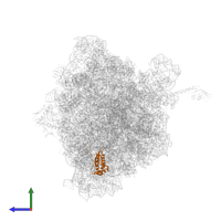 Large ribosomal subunit protein bL17 in PDB entry 4v8i, assembly 2, side view.