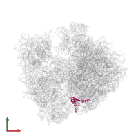 Large ribosomal subunit protein bL19 in PDB entry 4v8i, assembly 2, front view.