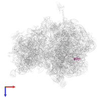 Large ribosomal subunit protein bL32 in PDB entry 4v8i, assembly 2, top view.