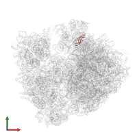 Large ribosomal subunit protein bL33 in PDB entry 4v8i, assembly 2, front view.