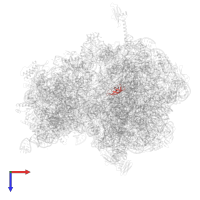 Large ribosomal subunit protein bL33 in PDB entry 4v8i, assembly 2, top view.