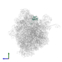 Small ribosomal subunit protein uS9 in PDB entry 4v8i, assembly 2, side view.