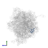 Large ribosomal subunit protein uL23 in PDB entry 4v9c, assembly 2, side view.