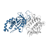 The deposited structure of PDB entry 4w7p contains 4 copies of CATH domain 3.30.200.20 (Phosphorylase Kinase; domain 1) in Rho-associated protein kinase 1. Showing 1 copy in chain A.