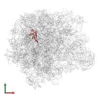 Large ribosomal subunit protein uL22 in PDB entry 4wce, assembly 1, front view.