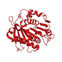 The deposited structure of PDB entry 4wfk contains 1 copy of CATH domain 3.40.50.1820 (Rossmann fold) in cutinase. Showing 1 copy in chain A.