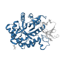 The deposited structure of PDB entry 4wjx contains 1 copy of CATH domain 3.20.20.80 (TIM Barrel) in Chitotriosidase-1. Showing 1 copy in chain A.