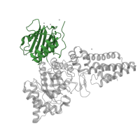 The deposited structure of PDB entry 4zxl contains 1 copy of CATH domain 3.30.379.10 (Chitobiase; domain 2) in O-GlcNAcase NagJ. Showing 1 copy in chain B [auth A].