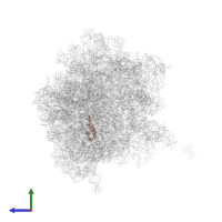 Large ribosomal subunit protein uL22 in PDB entry 5a9z, assembly 1, side view.