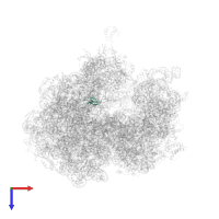 Large ribosomal subunit protein bL33 in PDB entry 5a9z, assembly 1, top view.