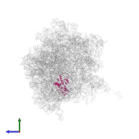 Small ribosomal subunit protein uS4 in PDB entry 5a9z, assembly 1, side view.