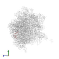 Small ribosomal subunit protein uS17 in PDB entry 5a9z, assembly 1, side view.