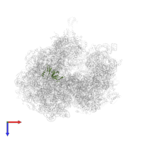 Large ribosomal subunit protein uL3 in PDB entry 5a9z, assembly 1, top view.