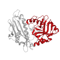 The deposited structure of PDB entry 5bwv contains 2 copies of CATH domain 3.20.10.10 (D-amino Acid Aminotransferase; Chain A, domain 2) in Branched-chain-amino-acid aminotransferase, mitochondrial. Showing 1 copy in chain B.