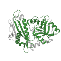 The deposited structure of PDB entry 5bwv contains 2 copies of Pfam domain PF01063 (Amino-transferase class IV) in Branched-chain-amino-acid aminotransferase, mitochondrial. Showing 1 copy in chain B.