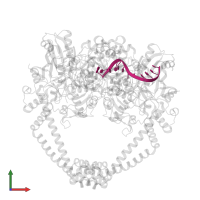 DNA (5'-D(*GP*GP*TP*AP*CP*CP*TP*AP*CP*GP*GP*CP*T)-3') in PDB entry 5cdr, assembly 1, front view.