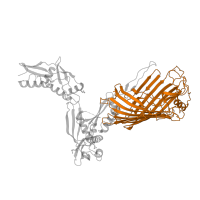 The deposited structure of PDB entry 5d0q contains 2 copies of Pfam domain PF01103 (Omp85 superfamily domain) in Outer membrane protein assembly factor BamA. Showing 1 copy in chain A.