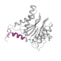 The deposited structure of PDB entry 5d0v contains 2 copies of Pfam domain PF10584 (Proteasome subunit A N-terminal signature) in Proteasome subunit alpha type-6. Showing 1 copy in chain S.