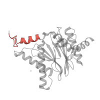 The deposited structure of PDB entry 5d0v contains 2 copies of Pfam domain PF10584 (Proteasome subunit A N-terminal signature) in Proteasome subunit alpha type-1. Showing 1 copy in chain U.