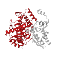 The deposited structure of PDB entry 5dj9 contains 2 copies of CATH domain 3.40.640.10 (Aspartate Aminotransferase; domain 2) in Ornithine aminotransferase. Showing 1 copy in chain A.