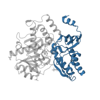 The deposited structure of PDB entry 5dj9 contains 2 copies of CATH domain 3.90.1150.10 (Aspartate Aminotransferase, domain 1) in Ornithine aminotransferase. Showing 1 copy in chain A.