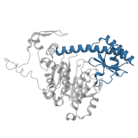 The deposited structure of PDB entry 5efs contains 1 copy of CATH domain 3.90.1150.10 (Aspartate Aminotransferase, domain 1) in Kynurenine/alpha-aminoadipate aminotransferase, mitochondrial. Showing 1 copy in chain A.