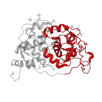 The deposited structure of PDB entry 5fne contains 1 copy of CATH domain 1.10.420.10 (Peroxidase; domain 2) in Versatile peroxidase VPL2. Showing 1 copy in chain A.