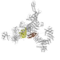 The deposited structure of PDB entry 5gkz contains 8 copies of Pfam domain PF01365 (RIH domain) in Ryanodine receptor 1. Showing 2 copies in chain A.