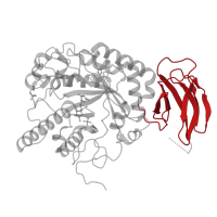 The deposited structure of PDB entry 5i5r contains 4 copies of CATH domain 2.60.40.1180 (Immunoglobulin-like) in Alpha-L-fucosidase. Showing 1 copy in chain C.