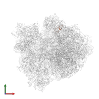 Large ribosomal subunit protein bL33 in PDB entry 5imq, assembly 1, front view.