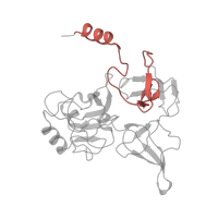 The deposited structure of PDB entry 5it7 contains 1 copy of Pfam domain PF16121 (40S ribosomal protein S4 C-terminus) in 40S ribosomal protein S4. Showing 1 copy in chain ZA [auth E].