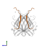 Agglutinin beta-3 chain in PDB entry 5j50, assembly 2, side view.